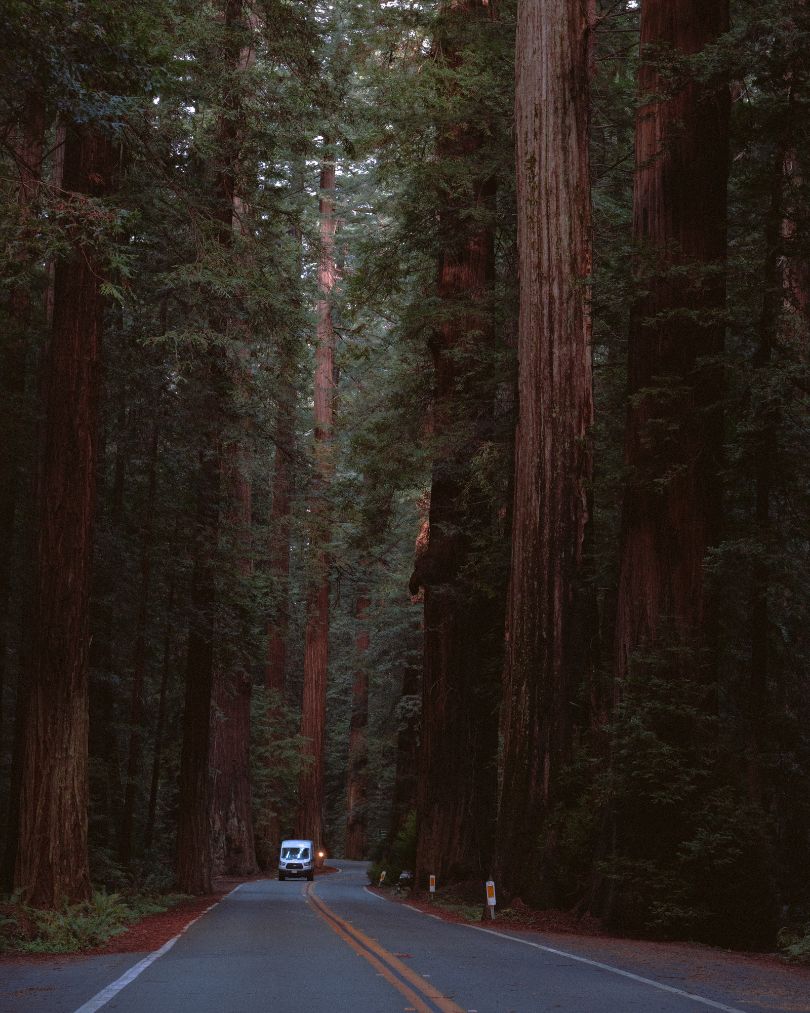 Southern entrance to Redwood National Park along Avenue of the Giants