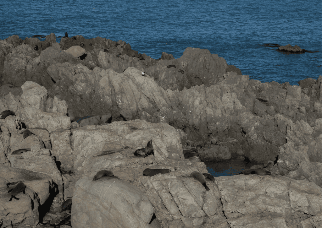 Fur seal colony on the first stop out of Picton
