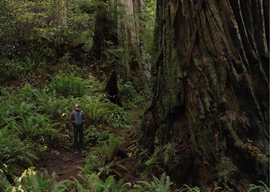 Seasonal changes in the California redwoods