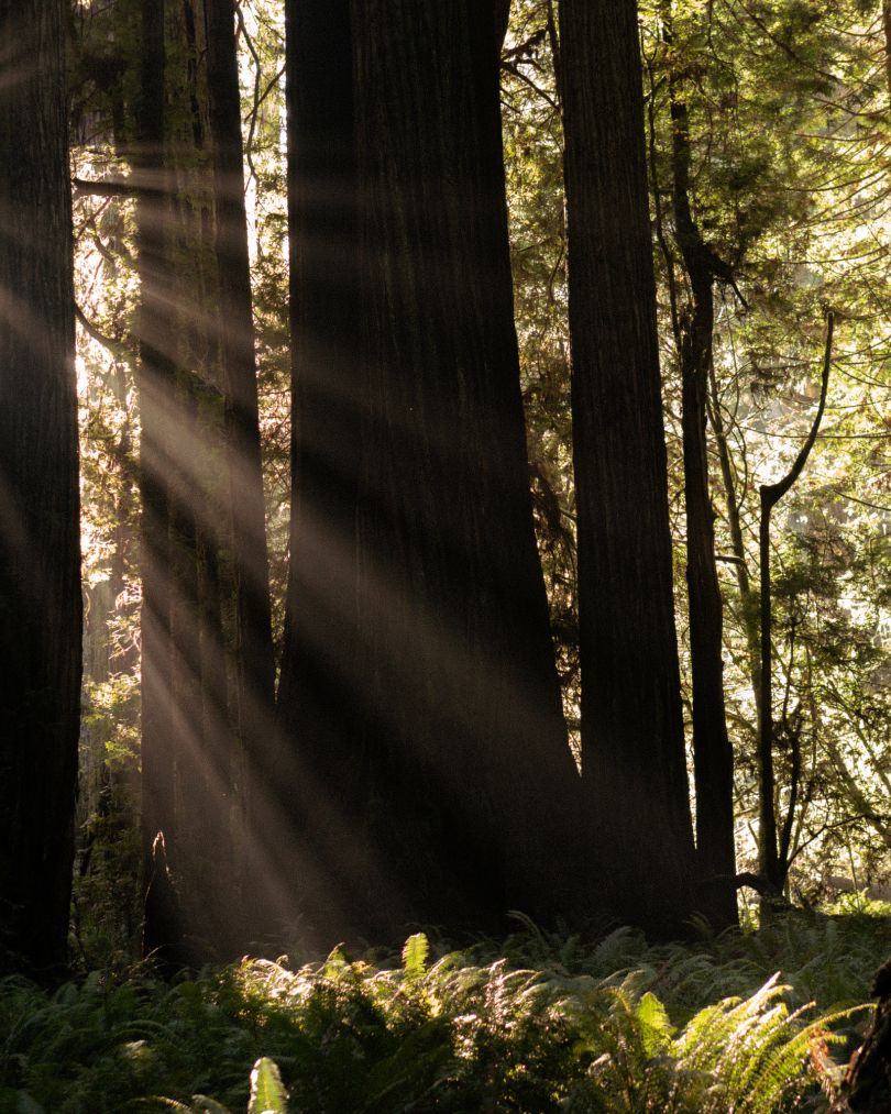 Giant sequoias towering over the forest floor at Founders Tree