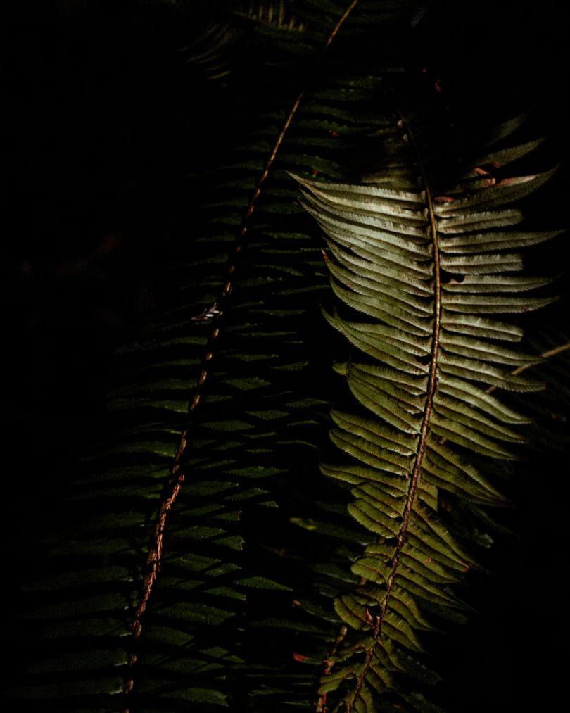Sunlight and shadows through the Redwood National Park canopy