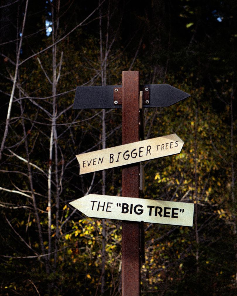 The Big Tree Wayside, one of the park's largest redwoods