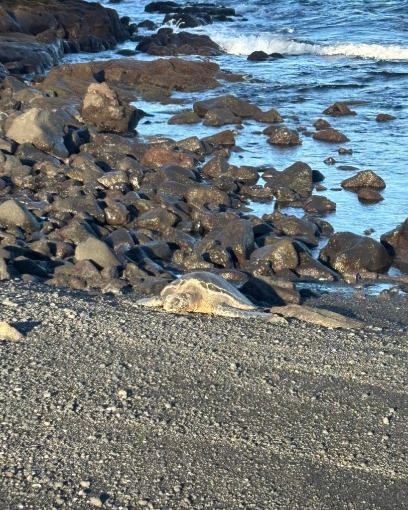 A green sea turtle resting on the black sand at Punaluu Beach