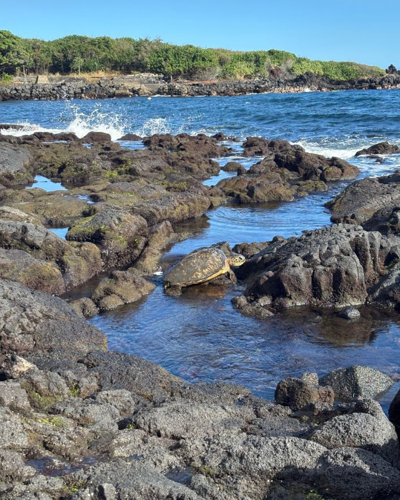 A green sea turtle floating in a tide pool among black lava rocks at Punaluu