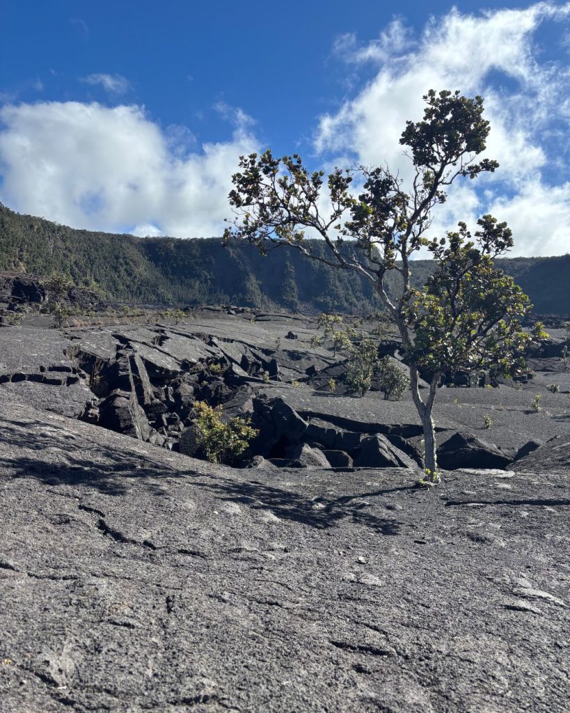A lone ohia tree growing out of the hardened lava floor of Kilauea Iki crater under a blue sky