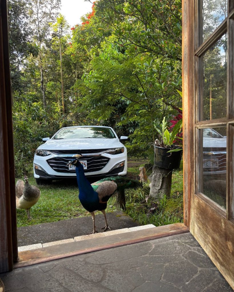 Two peacocks on the grass outside the cabin door, with a white rental car parked behind them
