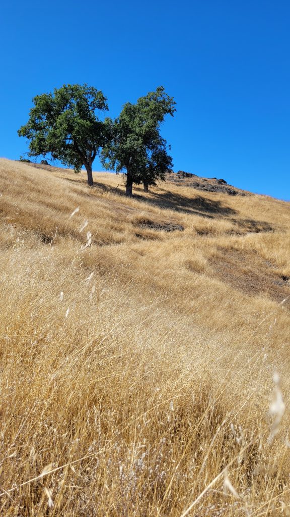 Dry golden grass and oak trees on the hillside of the Bald Hill trail