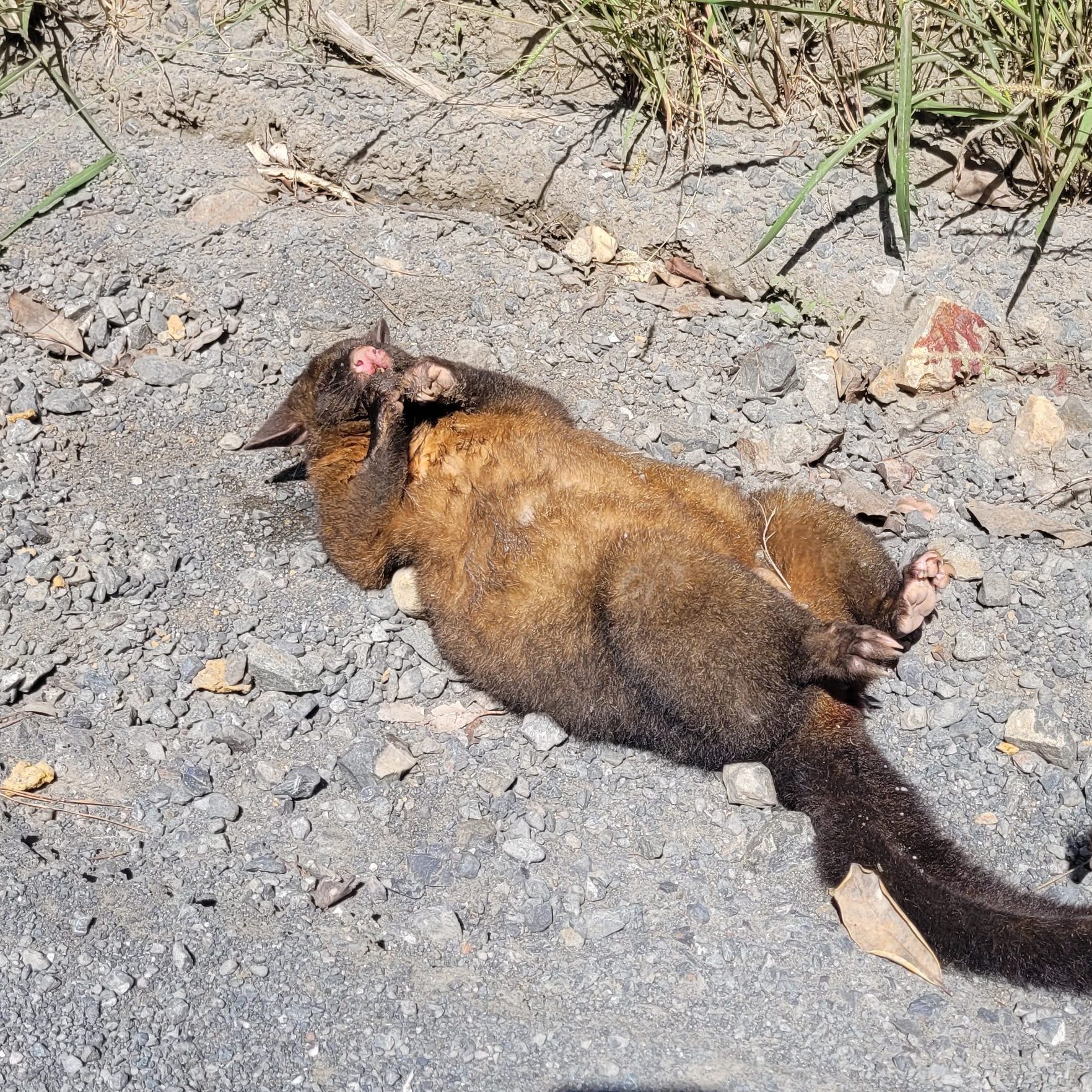 An injured brushtail possum lying on a gravel road on the 309 Road in the Coromandel