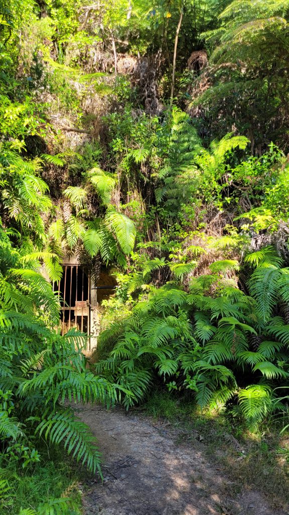 A fern-lined path leading to the entrance of an old mining tunnel in Karangahake Gorge