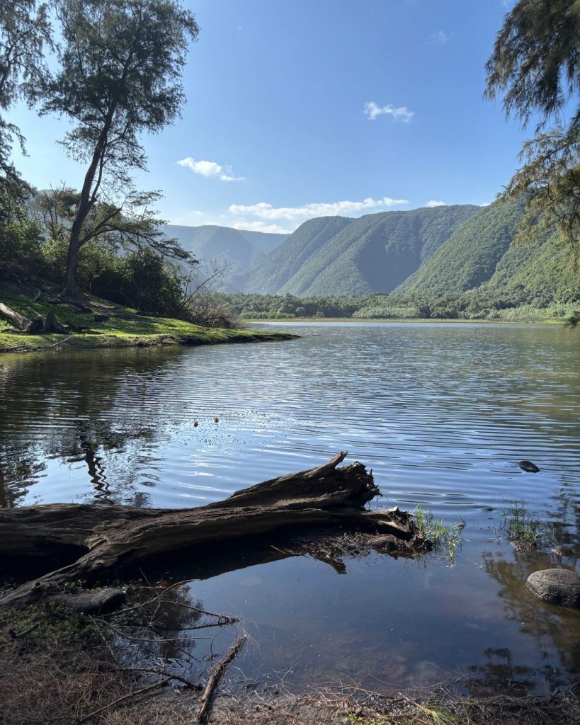 A driftwood log lying in a still stream on the floor of Pololu Valley, framed by steep green cliffs