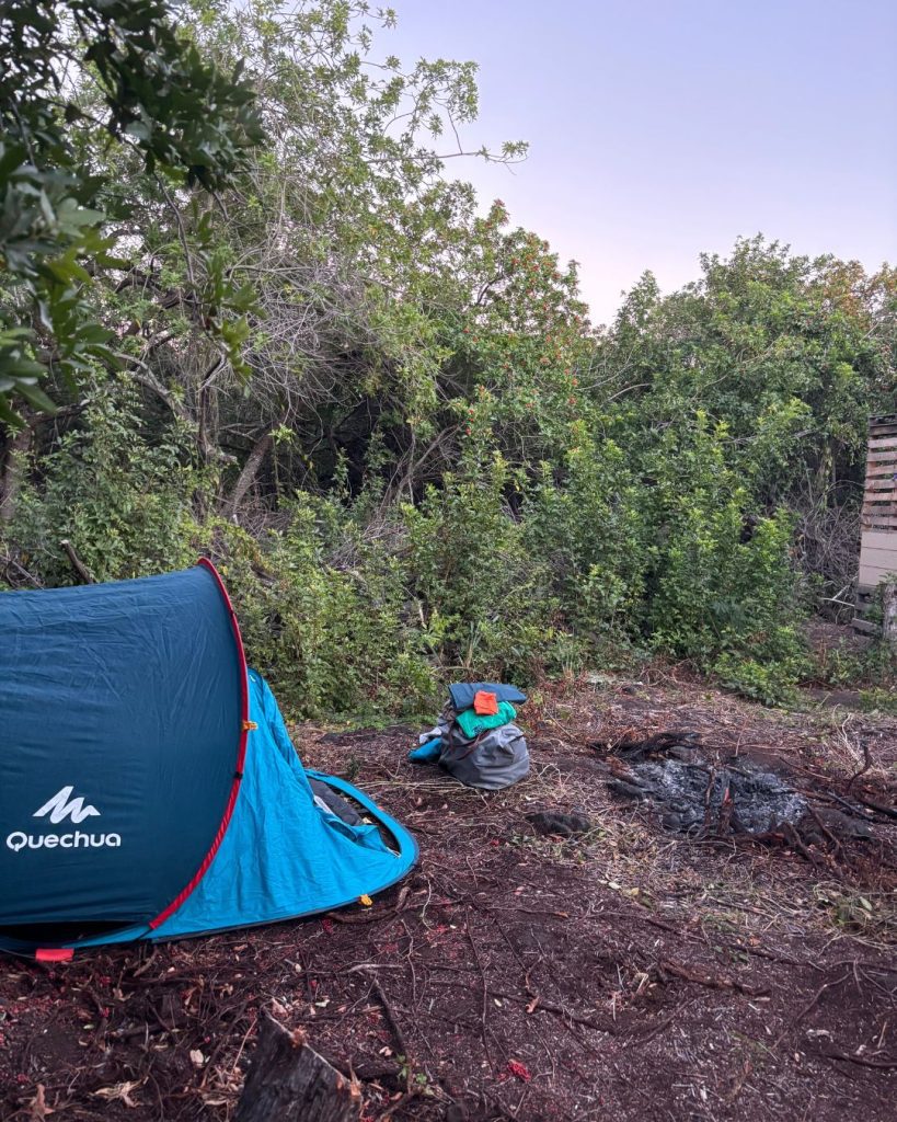 A small blue pop-up tent pitched in a scrubby clearing at dusk