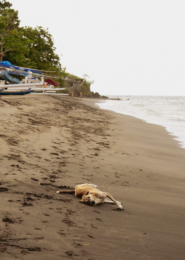 Dog resting on the black sand beside traditional jukung fishing boats at Pura Sentana Hill Beach, Amed