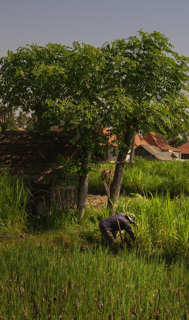 Farmer working in a bright green rice field beside village rooftops near Amed, Bali