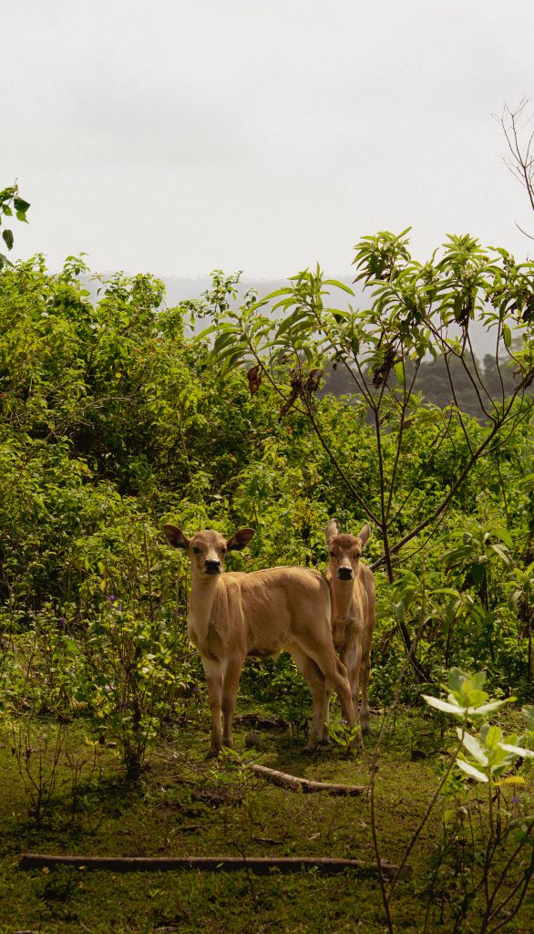Two cows standing in dense green scrub beside the road near Lembar