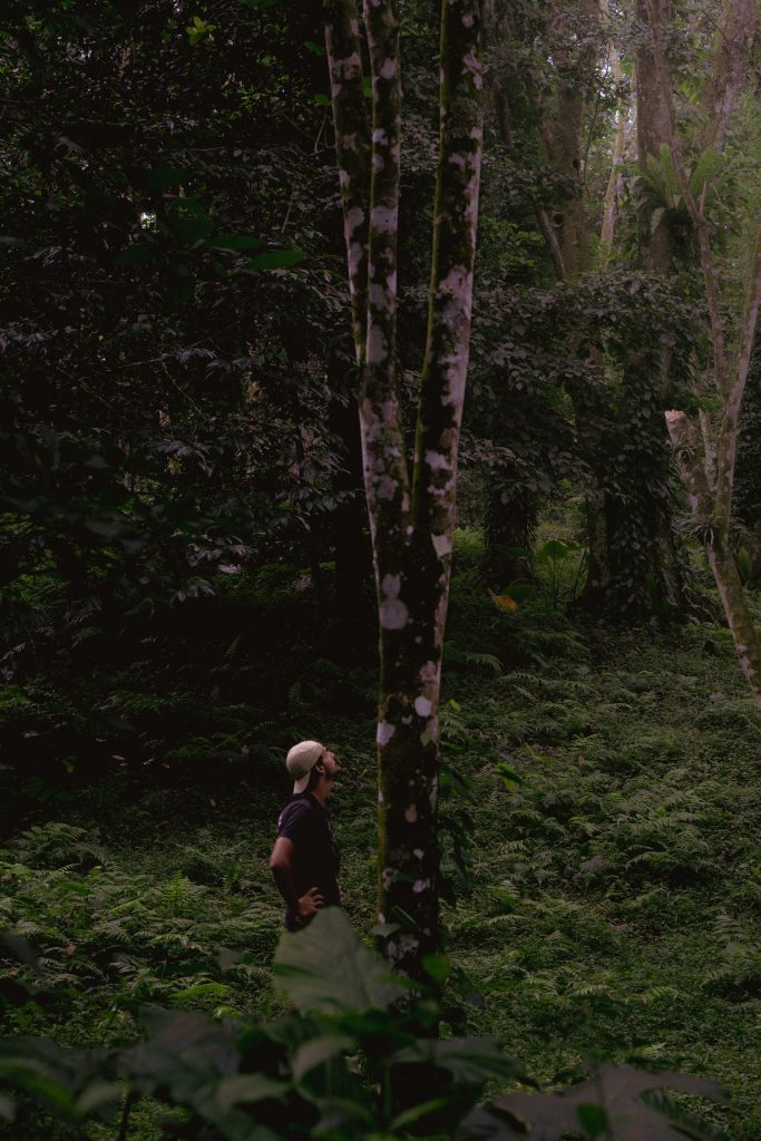 Person standing among tall trees in the dense forest around Tetebatu