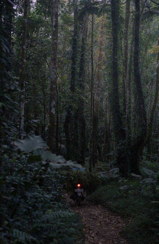 Trail through tall forest trees near Tetebatu, with a hiker in the distance