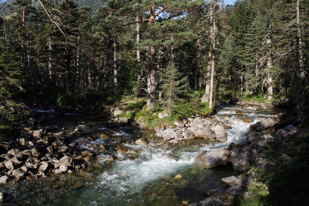 Mountain stream cascading over rocks through a pine forest along the trail to Pont d'Espagne