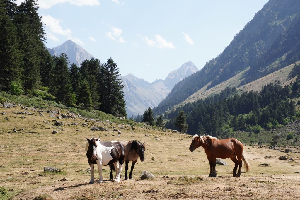 Horses grazing in a green mountain pasture surrounded by pine forest and peaks