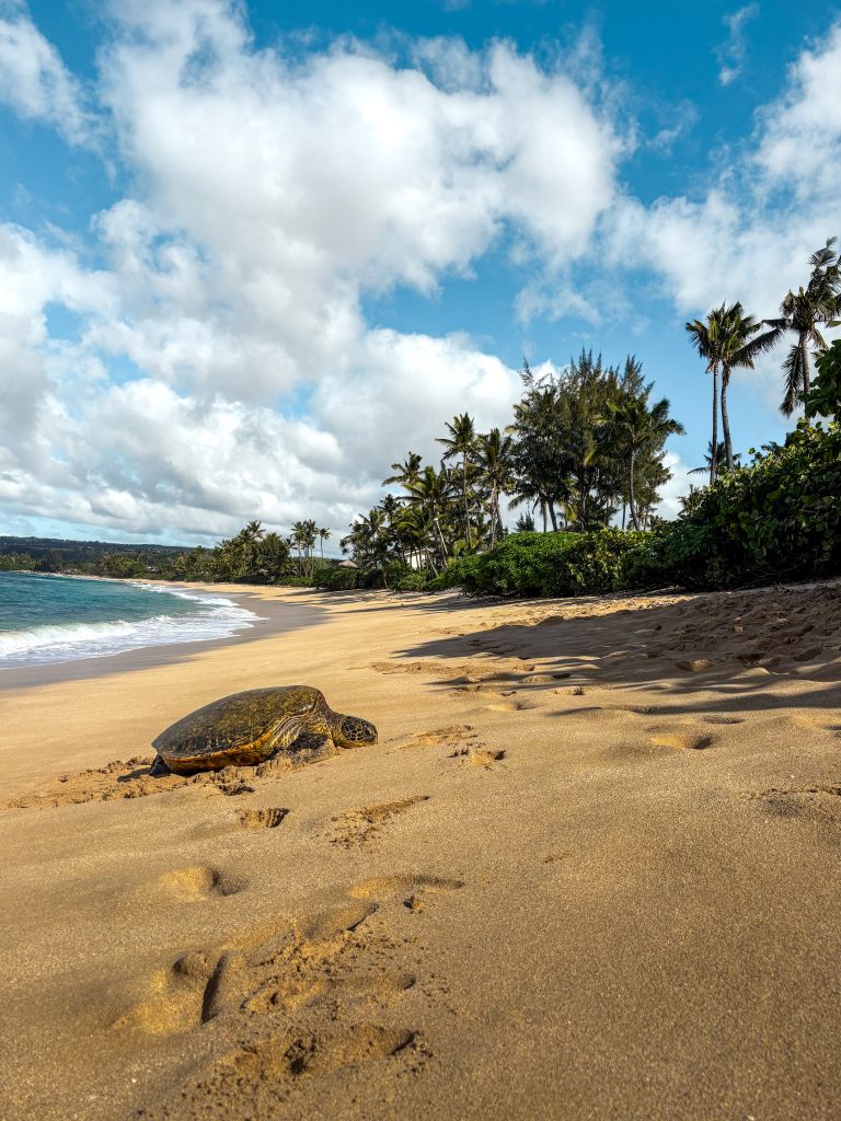 Green sea turtle resting on the sand at Laniakea Beach with palm trees and blue sky in the background