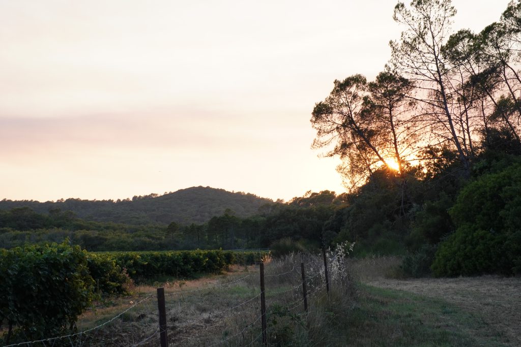 Sun setting behind wooded hills above a vineyard in the Provence Verte, in the Haut Var