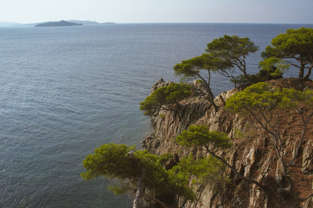 Umbrella pines on a cliff edge at Giens looking out to the island of Porquerolles on the horizon