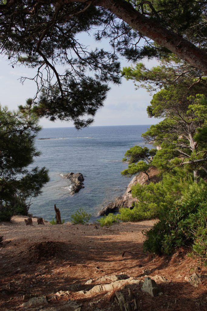 Rocky islet and turquoise sea seen through the branches of a pine on the Giens coastal path