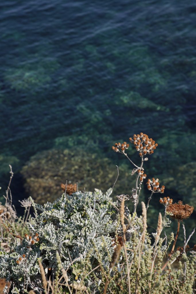 Dried sea fennel and silvery scrub growing above transparent turquoise water at Giens
